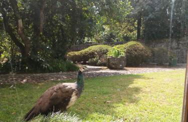 Casa Sardão - Foto 13