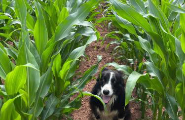 Lower Thornton Farm - Foto 9