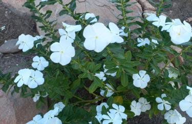 Chácara Sossego - Foto 40