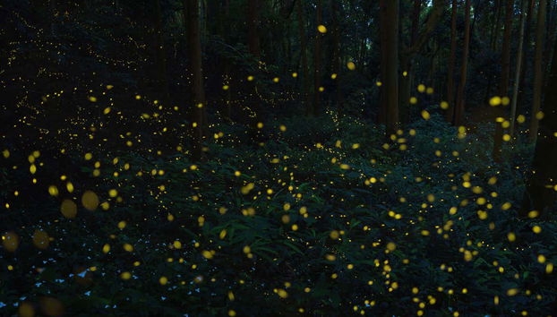 Night at the Firefly Sanctuary - Foto 5