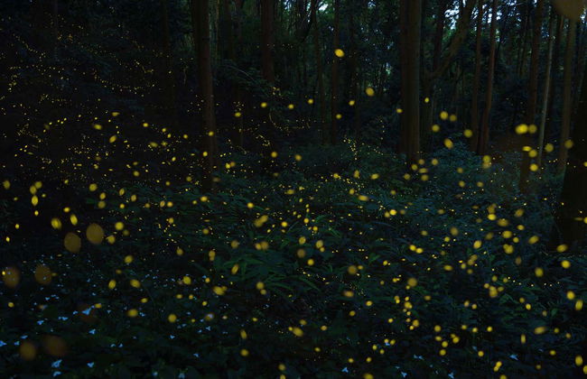 Night at the Firefly Sanctuary - Photo 5