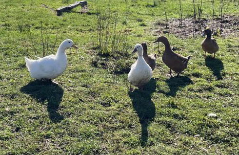 Stag Cottage - Foto 14