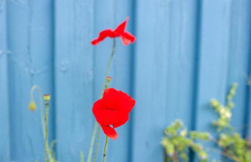 Möve Aba Bungalow 63 - Foto 21