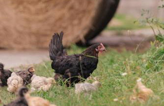 FEWO auf dem Lande / nahe SPO - Foto 31