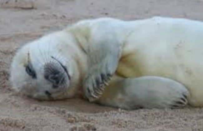 Owl Barn, Sisland - Spacious Apartment - Foto 16