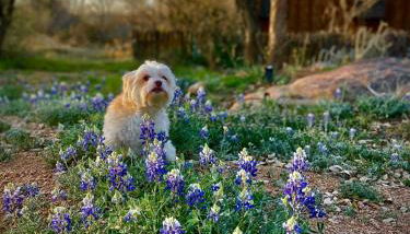 El Castellito on the Llano River - 4 Bed House - Foto 5