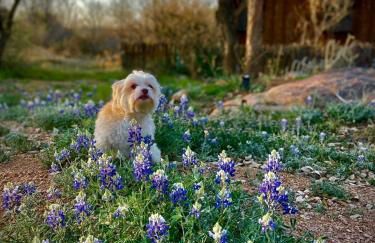 El Castellito on the Llano River - 4 Bed House - Foto 5