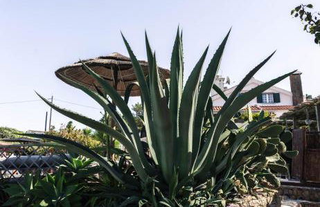 João Jungle - Foto 55