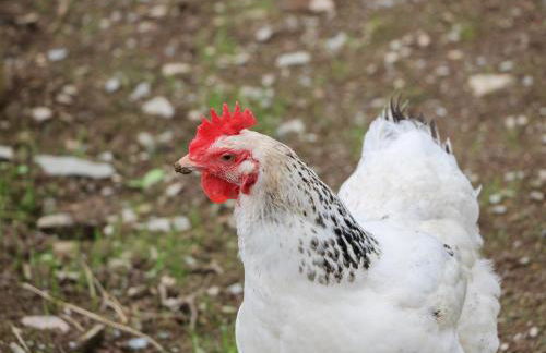 Ysgubor - The Barn - Foto 23