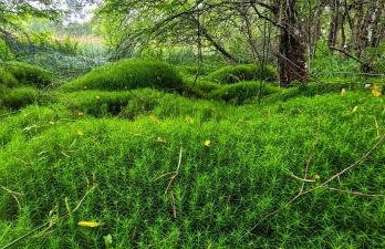 Kolej na sudety - Foto 48