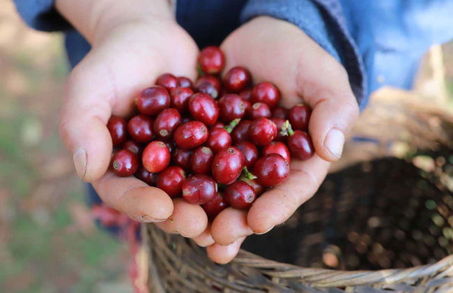 Tour del café orgánico por la finca Rainforest - Foto 2