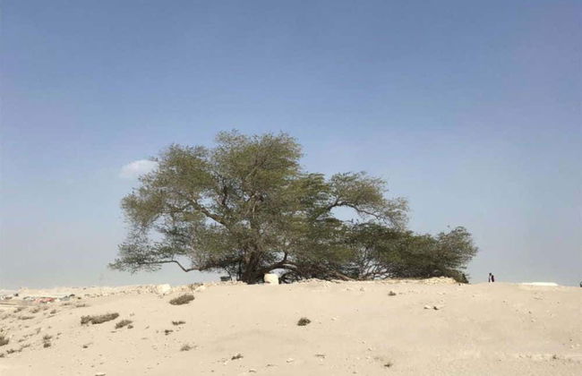 Excursión privada al desierto de Sakhir - Foto 3