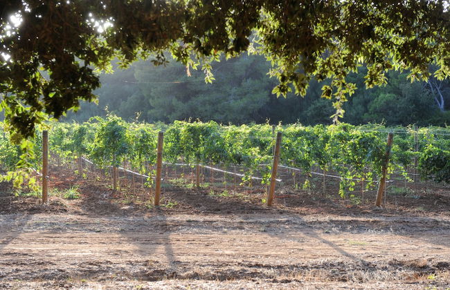 Tenuta Vigna Corallo - Foto 55