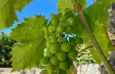 Quinta da Cortelhinha Turismo Rural - Foto 27