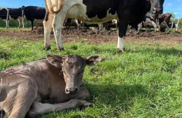 Gîte à la ferme de la Corbinais - Foto 12