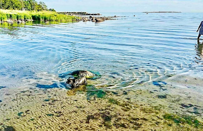 6 Person Holiday Home in Sturko-by Traum - Photo 25