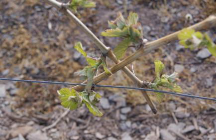 Ferienappartement Hennen - Foto 38