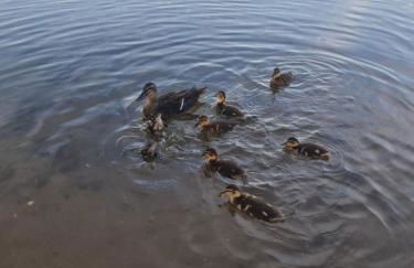 Ferienhaus am See-2 - Foto 42