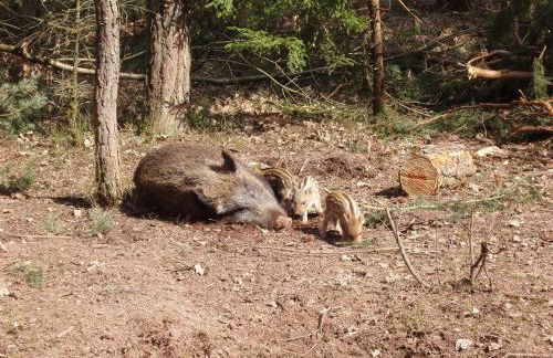 Ferienhaus "Kleine Auszeit" Parkstraße - Foto 41
