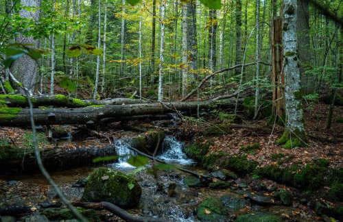 Großer Arber, Wandern & Sauna, Gemütliches Apartment im Nationalpark Bayerischen Wald - Foto 22