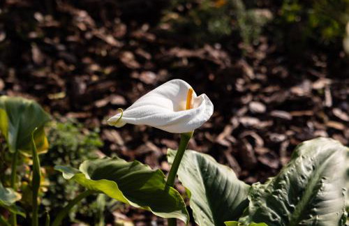 Il Giardino dei Gigli - Foto 6