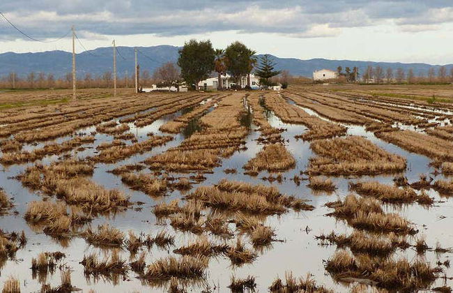 Excursión al Delta del Ebro + Paseo en catamarán - Foto 1