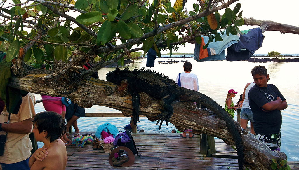 Concha Perla Tour - Foto 1