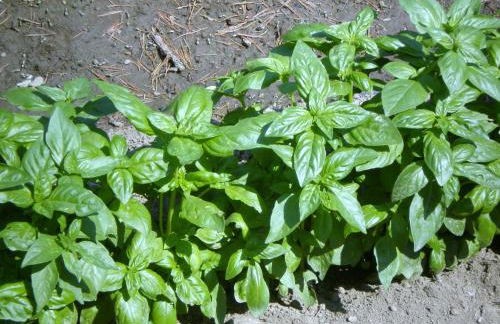 Agriturismo Villa Cheti - Foto 81