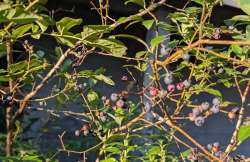 Pet-friendly, secluded, and peaceful pondside home near to Keene and Rindge NH - Foto 16