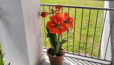 alloggio le due querce - Foto 4