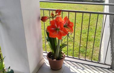 alloggio le due querce - Foto 4