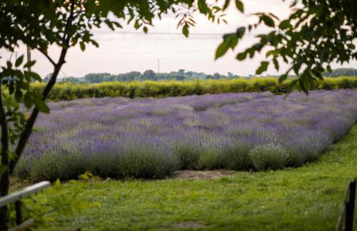 Lawendowa Przystań Sandomierska - Foto 22