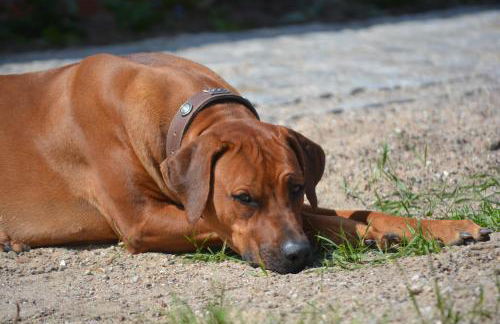 Pension up´n Dörp - Foto 29