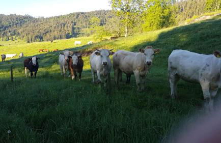 Haus am Scheibenfelsen - Foto 28