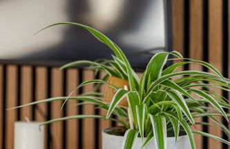 Troja Living Helena - Wohnung zentral in Bruchsal - Foto 30