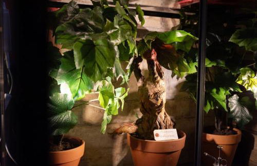 Sorcier magique - immersive cinema 4k laser & Air-cond & Parking - Foto 19