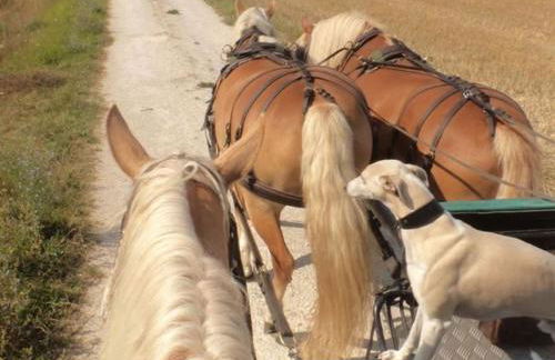 Maison Charentaise avec Cheminée, Jardin et Animaux acceptés - FR-1-653-221 - Foto 32