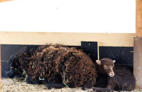Gästehaus Kirchenbauerhof - Foto 38