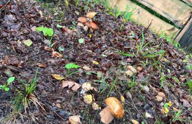 Leśny Zakątek - Mazury - Warmia - jezioro Dadaj - Foto 7