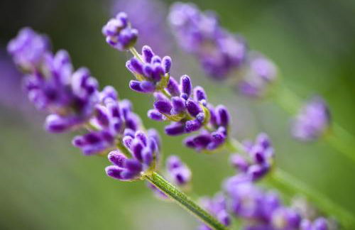 Quinta Lusitânia - Photo 55