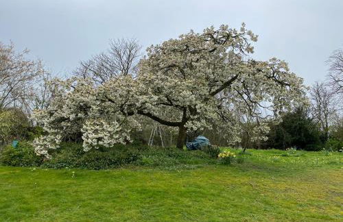 Chocolate Box Retreat in Dorset - Foto 2