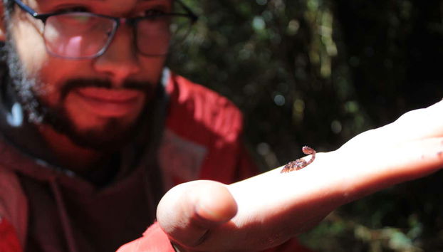 Alerce Costero National Park Day Trip - Foto 4