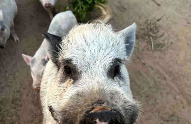 Modern Farmstay Cabin with Friendly Animals, Pond Views & Nature Trails Near Cedar Creek, Texas - Photo 48
