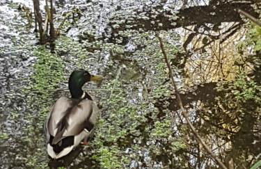 Ulfilanis Vila - Foto 32