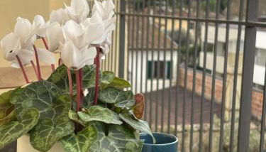 Casa Le Formiche Your home in Florence - Foto 4