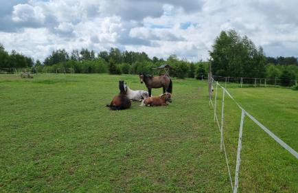 Wiejska Chata - Foto 48