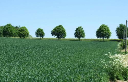 gemütliche Ferienwohnung in Kaifenheim - Foto 77