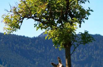 Schöne Ferienwohnung im Allgäu Lauben bei Kempten Urlaub Unterkunft FeWo Bergblick 70qm - Foto 34