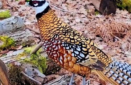 Hameau des Galottières-Perche, immersion nature à 2h de Paris - Foto 32