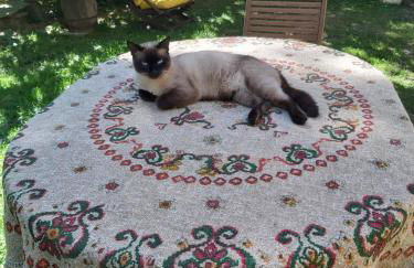 SO MAGIC - La casa nel bosco - Foto 65